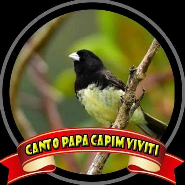 Oficial Resso de Canto Papa Capim Viviti - Lista de músicas e álbuns por Canto  Papa Capim Viviti