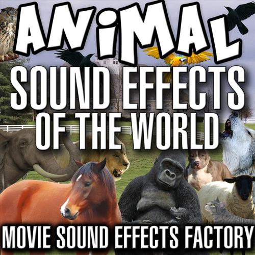 COW SOUND EFFECTS COW SOUND EFFECTS
