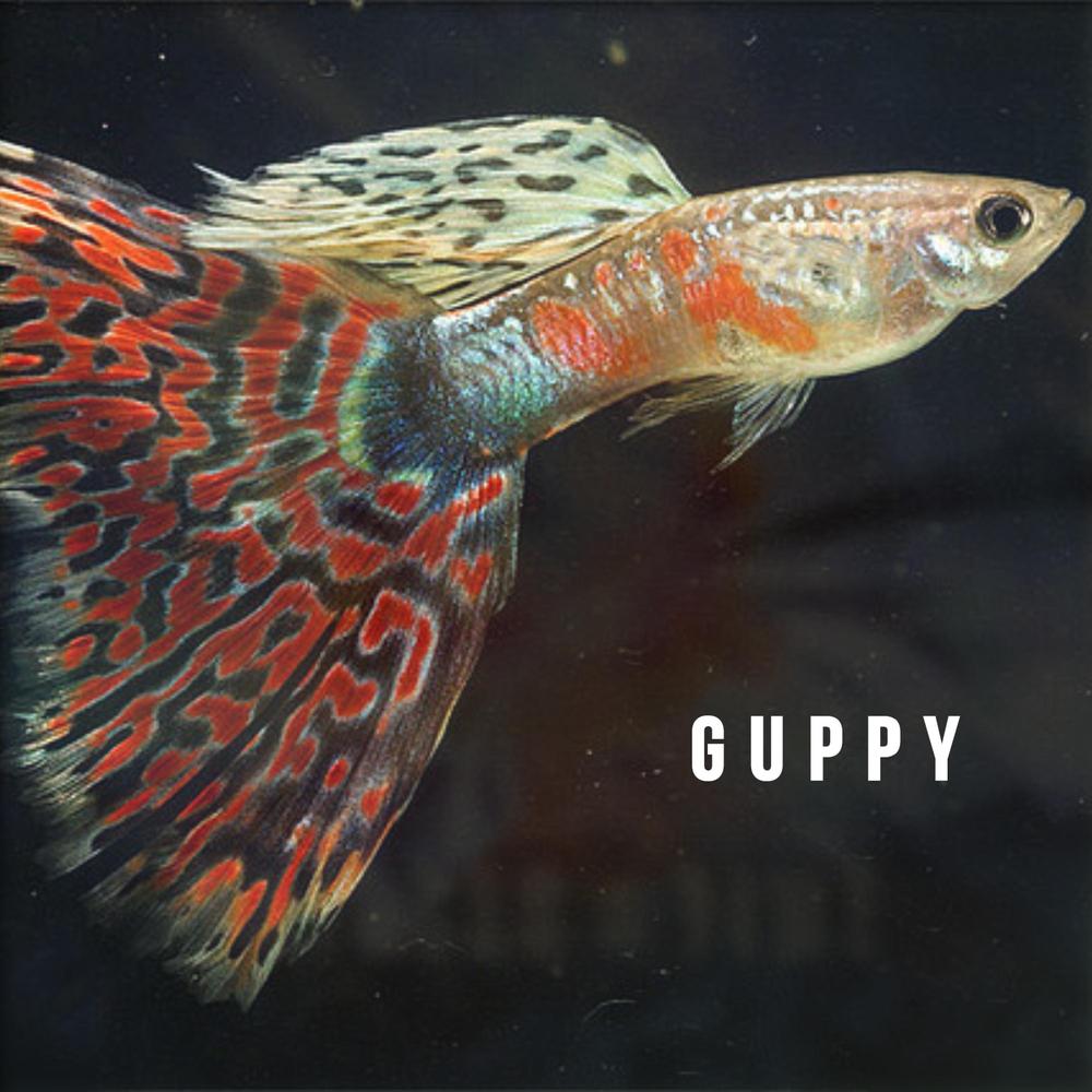 Discover Music about Guppy Song | Resso