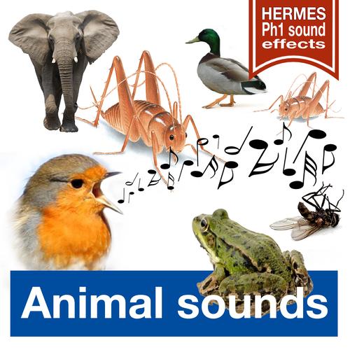 ANIMAL SOUNDS ANIMAL SOUNDS