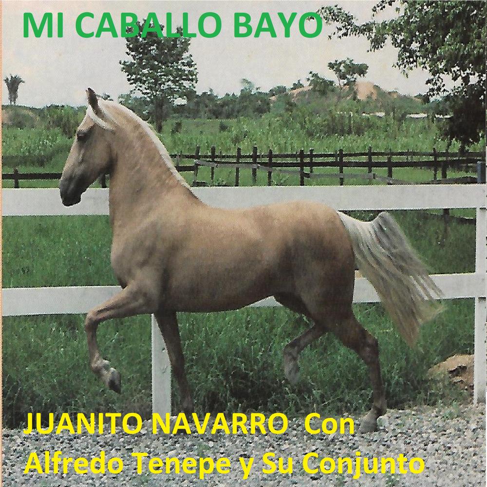 Caballo Bayo