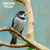 Canto Papa Capim Viviti: álbuns, músicas, playlists