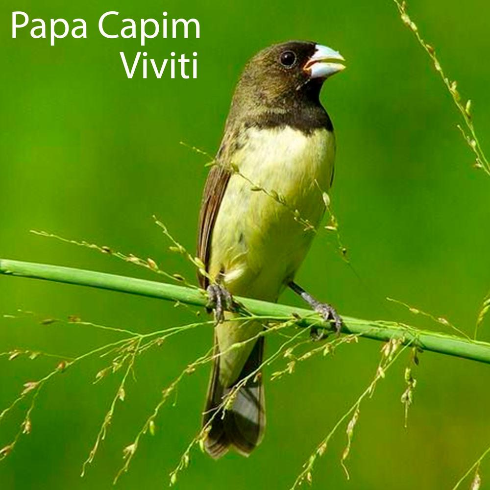 Coleiro - Papa Capim / BAHIA
