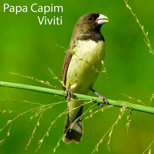 Oficial Resso de Canto Papa Capim Viviti - Lista de músicas e álbuns por Canto  Papa Capim Viviti