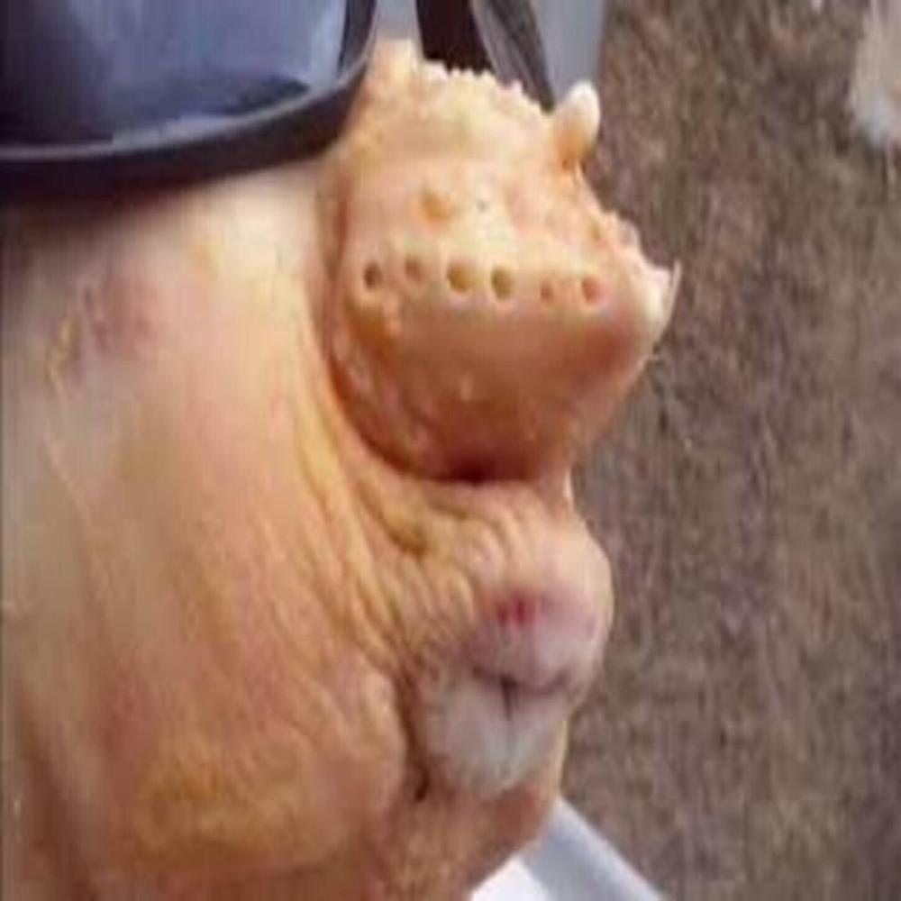 Foto de cu