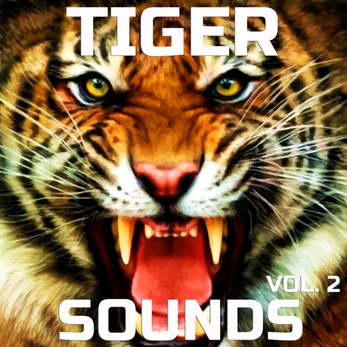 Sound Effect: Tiger Roar ~ Download #43562815