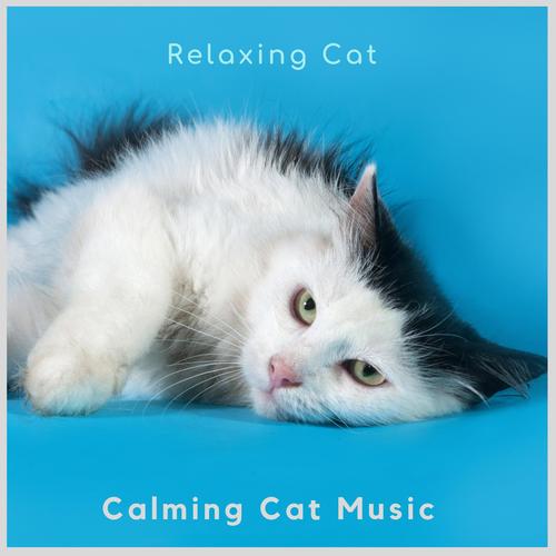 kitty calming music
